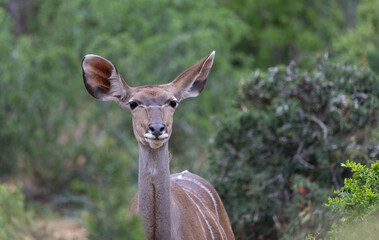 Kudu female antelope (Tragelaphus strepsiceros) making eye contact for a portrait in the wild of South Africa at Addo elephant national park

