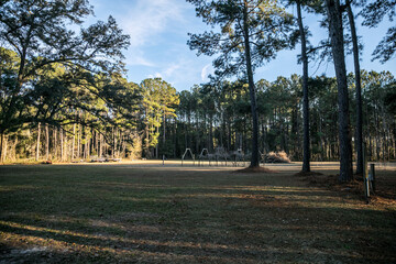 Large piece of open propert in Georgia full of pine trees