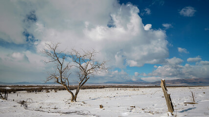 Single tree in winter landscape on sunny day