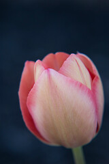 Fototapeta premium Tulip 3