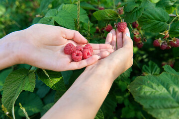 Hands of woman picking ripe raspberries in summer garden