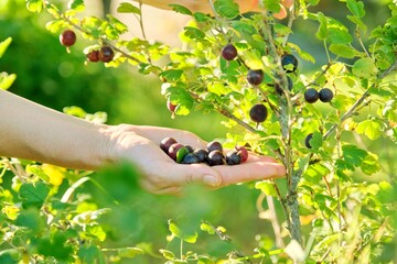 Close up of gooseberry berries in woman hand, green bush with berries in sunny garden