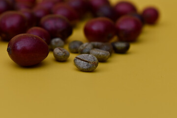 Ripened and unripe coffee beans fresh from the farm. Red, light green, yellow, orange  beans. Coffee seeds are used in latte mocha frap cappuccino and other caffeine caffeinated drinks. tropical plant