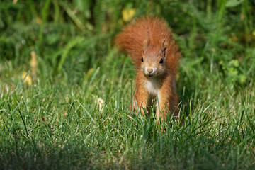 Eurasisches Eichhörnchen