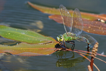 Königslibelle bei der Eiablage © JuergenL
