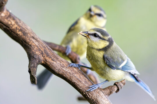 Junge Blaumeisen