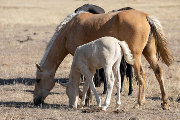 Obraz na płótnie Canvas Wild Horse Mare and Her Foal in Utah