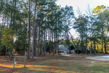 Large piece of open propert in Georgia full of pine trees