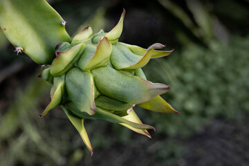 Unripe dragon fruit on a plant, hanging on the tip of the stem. 