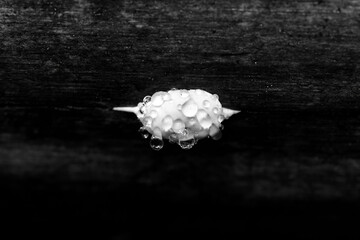 Beige tree mushroom in the forest after rain, covered with large drops