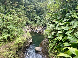 river in the forest