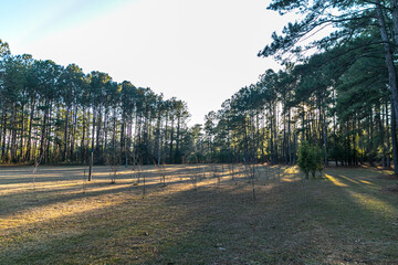 Large piece of open propert in Georgia full of pine trees
