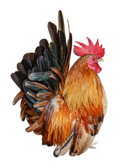 rooster chicken isolated on white, cock, hen