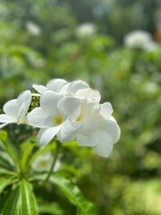 close up of white flowers