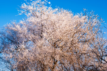 snow-covered in a hoarfrost tree against a blue sky background
