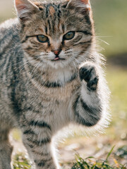 Cute young kitten outdoor