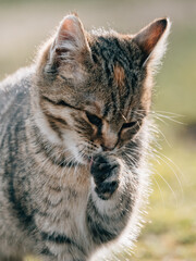 Cute young kitten outdoor