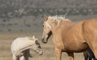 Fototapeta premium Wild Horse Mare and Her Foal in Utah