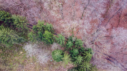Wald von Oben mit Drohne