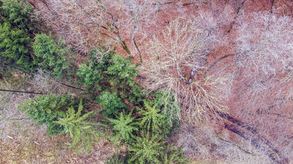 Wald von Oben mit Drohne