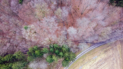 Wald von Oben mit Drohne