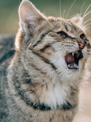 Cute young kitten outdoor