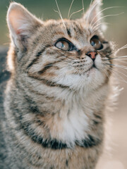 Naklejka na ściany i meble Cute young kitten outdoor