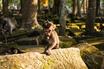 Fototapeta na wymiar Cambodian baby monkey in the jungle at Angkor Wat 
