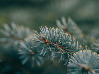 Pine tree close up details