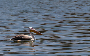 Dalmatian Pelican (Pelecanus crispus) fishing in blue water lake.