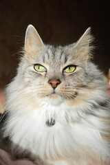 Gray cat with the green eyes potrait 
