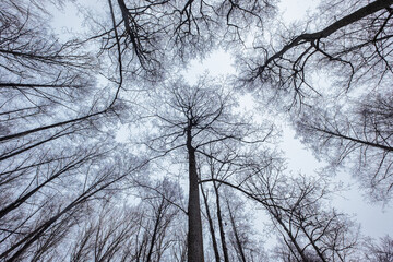 Blick in die kahlen Baumkronen