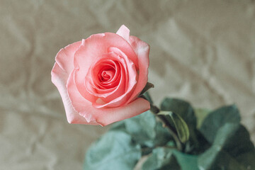 Delicate pink rose in a vase. A minimalistic photo with a pink flower on a craft background.