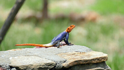 Red headed rock agama on stone
