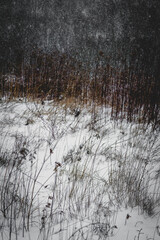 Zimowy las podczas intensywnego opadu śniegu