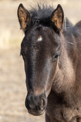 Fototapeta premium Cute Wild Horse Foal in Utah