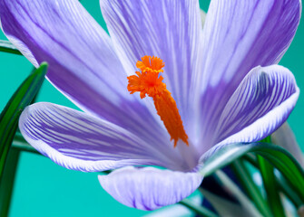 Purple crocus bloom on the green background close up. Spring  flower macro 