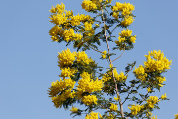 yellow mimosa flowers on a branch