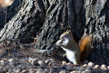The American red squirrel -Tamiasciurus hudsonicus collects nuts in the park