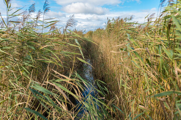 Fototapeta premium Irrigation ditch in a natural reserve of a marshland in the south of the island of Fehmarn The rivulet named Burggraben is located in the back of the south beach near the village Burgrtief