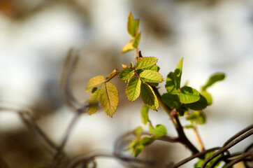 Photo of green rose hip leaves in January