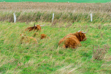 Naklejka premium Herd of Highland cattle in an enclosure nearby the Baltic Sea in a marshland and coastal plain of the island of Fehmarn in north of Germany