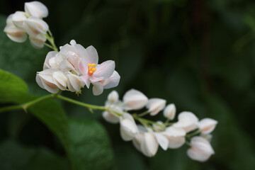 white flower of Coral vine