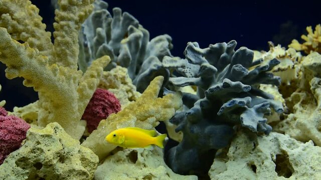 Freshwater aquarium decorated in pseudo-sea style. Aqua scape and aqua design.