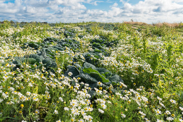 Beautiful wildflowers and daisies adorn the savoy field on the Baltic Sea coast on the island of Fehmarn in autumn
