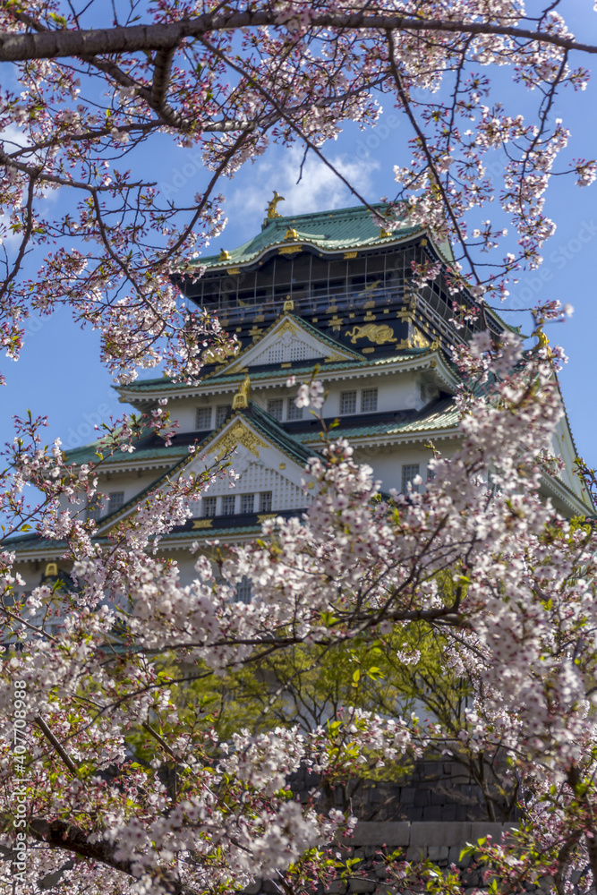 Sticker Cherry blossom trees (Sakura) and Osaka Castle (Osaka-jo), located in Chuo-ku, Osaka, Kansai (Japan)