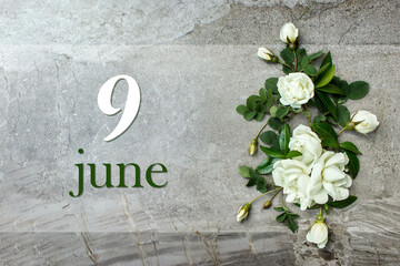 June 9th. Day 9 of month, Calendar date. Stylish roses flat lay. White roses border on pastel grey...