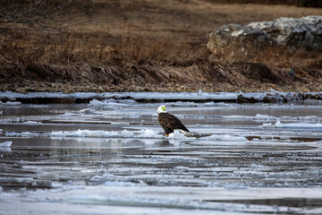 Bald eagle sitting on a frozen river