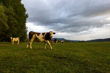 cow walking and looking at the camera during a beautiful sunset in a field