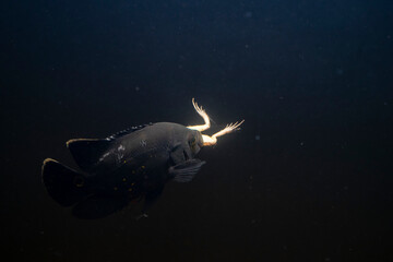 Oscar fish on dark background